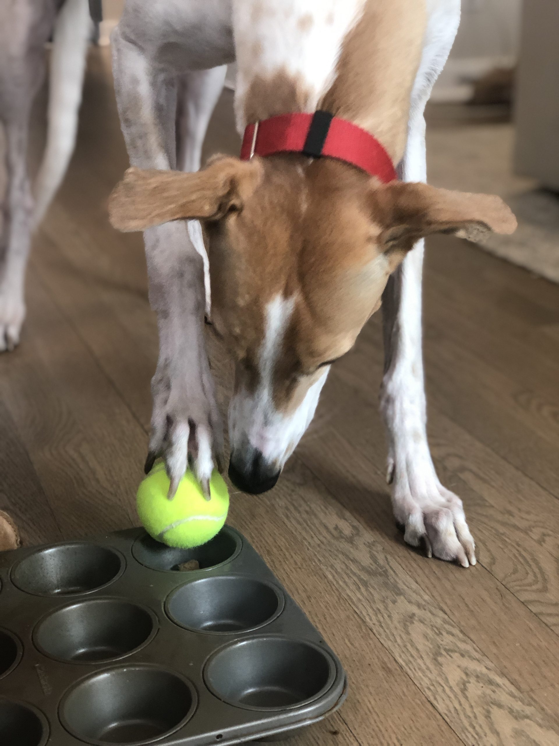 dog enrichment